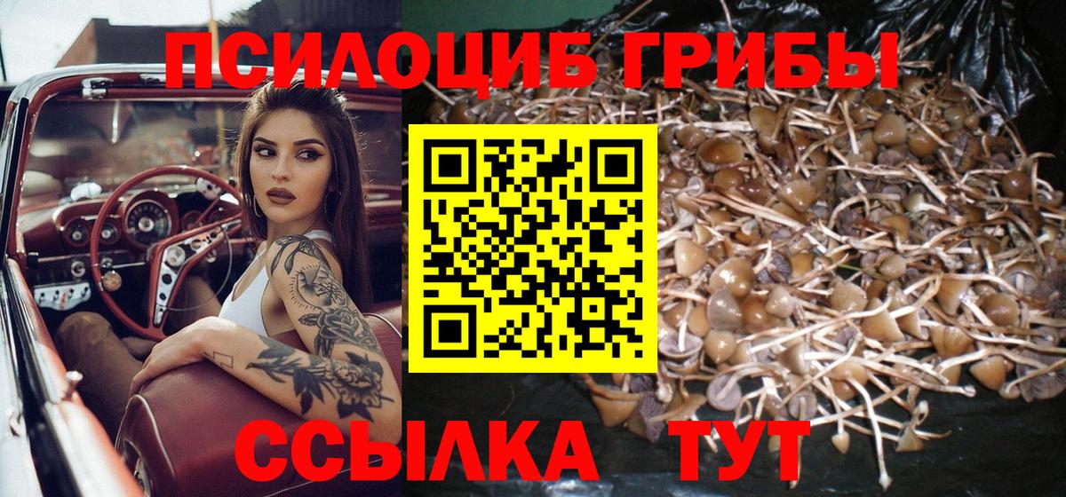 Галлюциногенные грибы Psilocybe Лыткарино